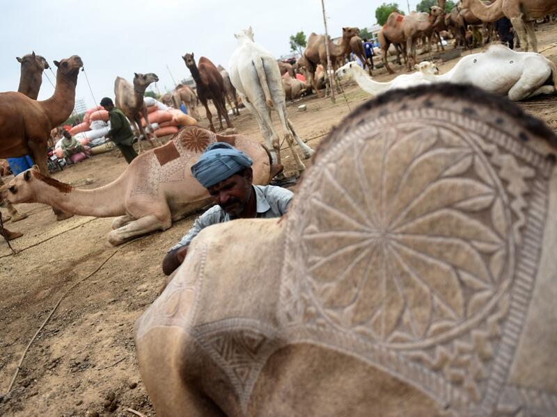 A Pakistani trader makes a design on a camel as he waits for customers in preparation for the Muslim annual festival of Eid al-Adha or the Festival of Sacrifice, at an animal market in Karachi. RIZWAN TABASSUM / AFP