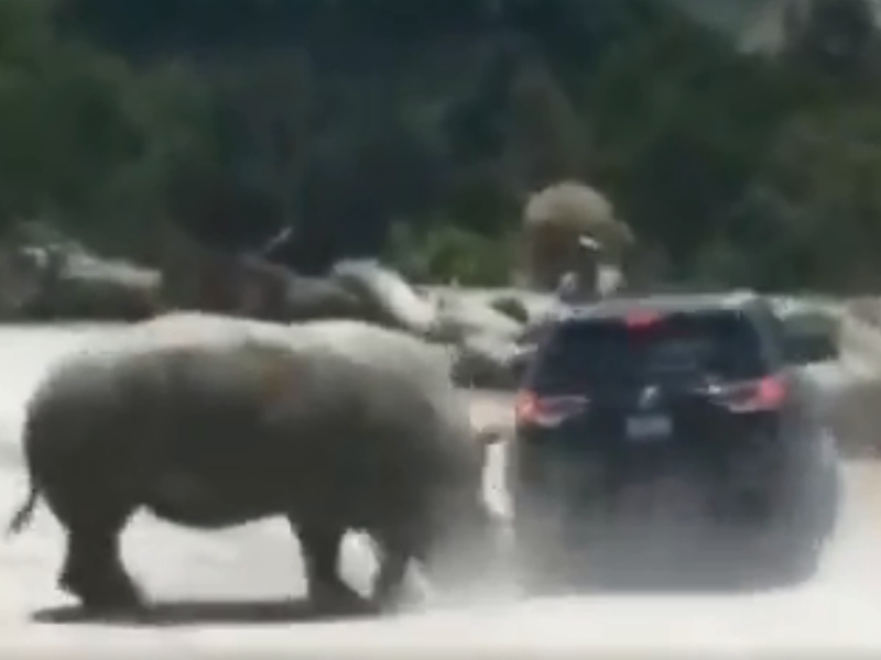 Rhino attacks car at Mexican zoo safari. (Screenshot/ Twitter)