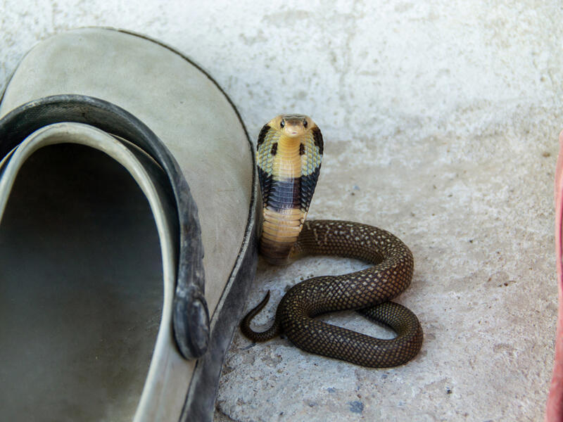 (Shutterstock/ File Photo)