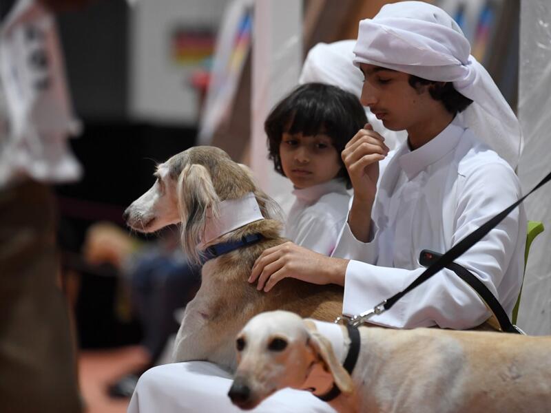 A boy pets Saluki dogs on leash at the Arabian Saluki beauty contest as part of the Abu Dhabi International Hunting and Equestrian exhibition (ADIHEX) in the UAE capital Abu Dhabi on August 31, 2019.  KARIM SAHIB / AFP