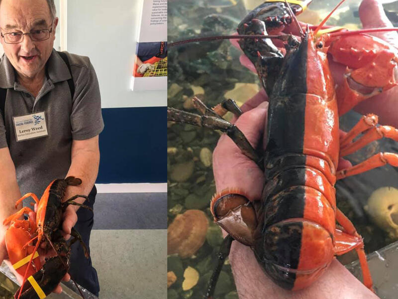 The lobster, which is half brown and half red, was caught off the coast of Maine and donated to the Maine Center for Coastal Fisheries. (Screenshot)