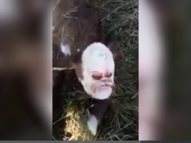 The poor cows face appears squashed in from the front, the characteristic snout and eye placement eerily out of order. (Screenshot)