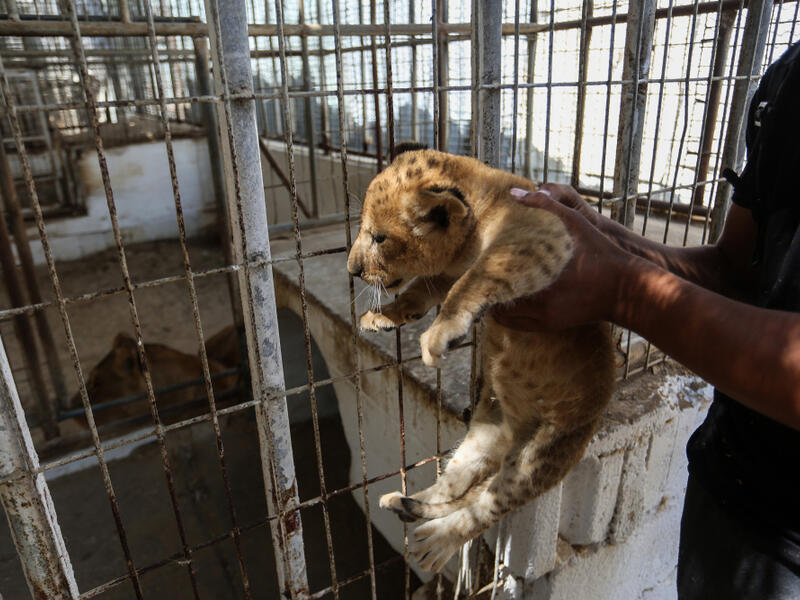 Rafah Zoo (Shutterstock)	