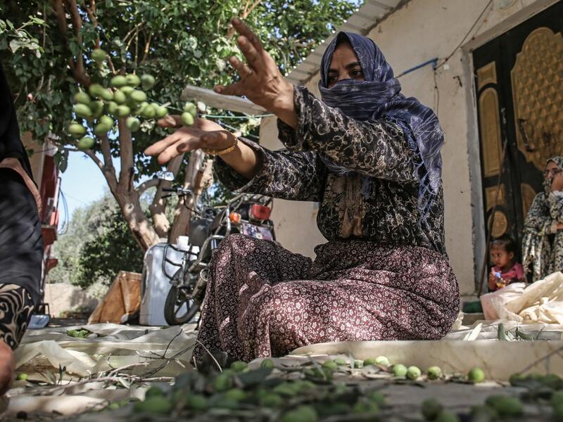 A Palestinian woman picks olives during harvest season at an olive grove in Khan Yunis in the southern Gaza Strip on October 6, 2019. SAID KHATIB / AFP