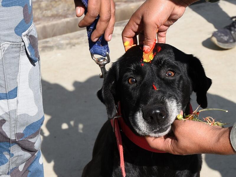 Nepal Armed Police personnel apply vermilion and flower garlands to a police dog during an event to mark the Hindu Tihar festival also known as Diwali at the Armed Police Dog Training School in Kathmandu on October 27, 2019. Tihar, as the Hindu festival of Diwali is known locally, sees Nepalese offering blessings to dogs, which according to Hindu tradition are the messengers of Yamraj, the god of death. PRAKASH MATHEMA / AFP