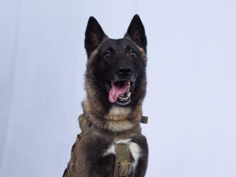 A dog that did such a GREAT JOB in capturing and killing the Leader of ISIS (Twitter)