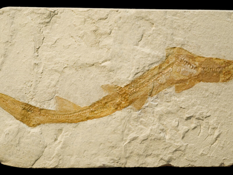 Fossil of a small shark. (Shutterstock/ File Photo)