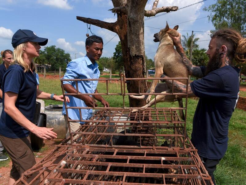 This photo taken on October 27, 2019 shows former restaurant owner Khieu Chan (C) watching as members of the non-governmental organisation (NGO) Four Paws team take part in an operation to rescue dogs from the slaughterhouse in Takeo province. Cambodian dog meat traders drown, strangle and stab thousands of canines a day in a shadowy but sprawling business that traumatises workers and exposes them to deadly health risks like rabies. TANG CHHIN Sothy / AFP