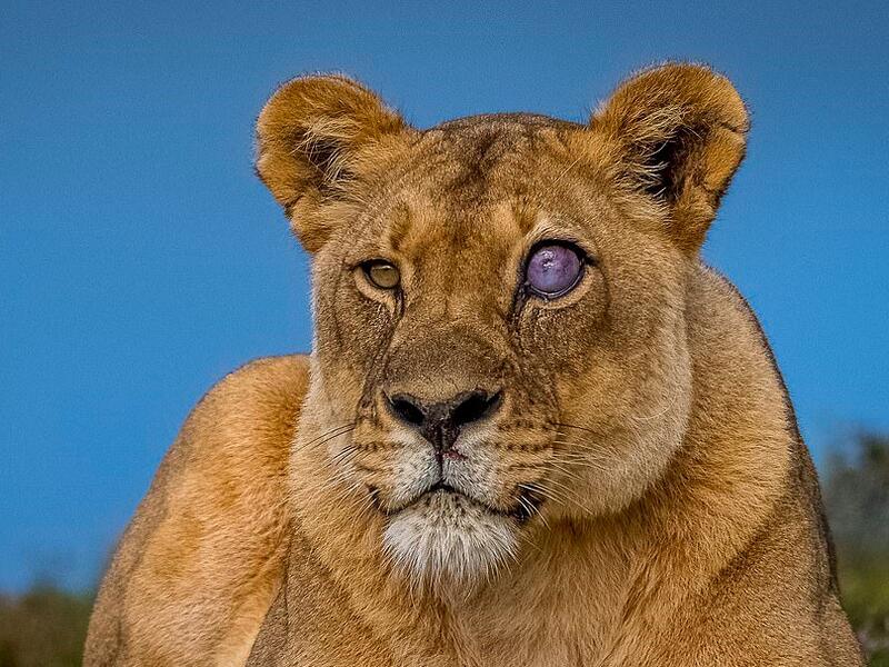 'Blue Eye' (dailymail.co.uk)