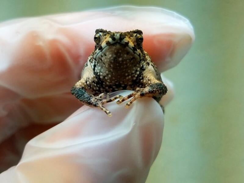 Tiny, endangered Puerto Rican Crested (Twitter)