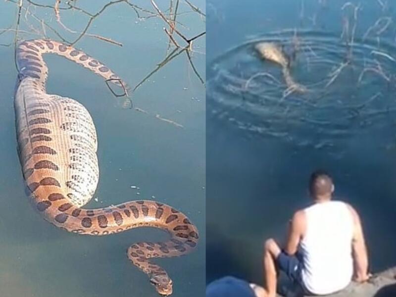 A 16-foot anaconda struggled to swim after eating a huge capybara - the world's largest rodent - in Aparecida do Taboado in the state of Mato Grosso do Sul, western Brazil. (Video Screenshots/ CEN)