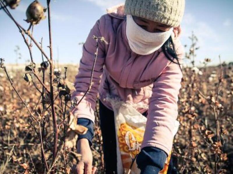 Labour in Uzbekistan cotton fields (Twitter)