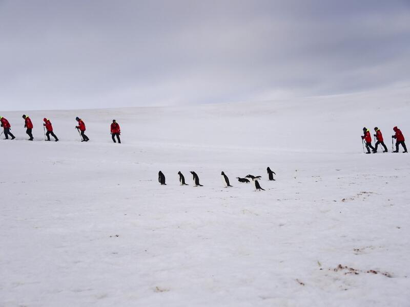 Tourists and Barbijo penguins (Pygoscelis antarcticus) are seen on Half Moon island, Antarctica on November 09, 2019. Johan ORDONEZ / AFP