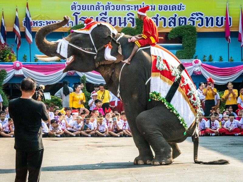 An elephants dressed in a Santa Claus costume performs during a gift presentation to schoolchildren during Christmas celebrations in Ayutthaya on December 23, 2019. Wearing red and white hats and a string of bells, Thai elephants passed out Christmas gifts to hundreds of schoolchildren on Monday despite growing criticism over using the animals in performances. The annual festive event is organised by a nearby elephant park, whose mahouts or handlers started in the early morning dressing the animals. Thailan