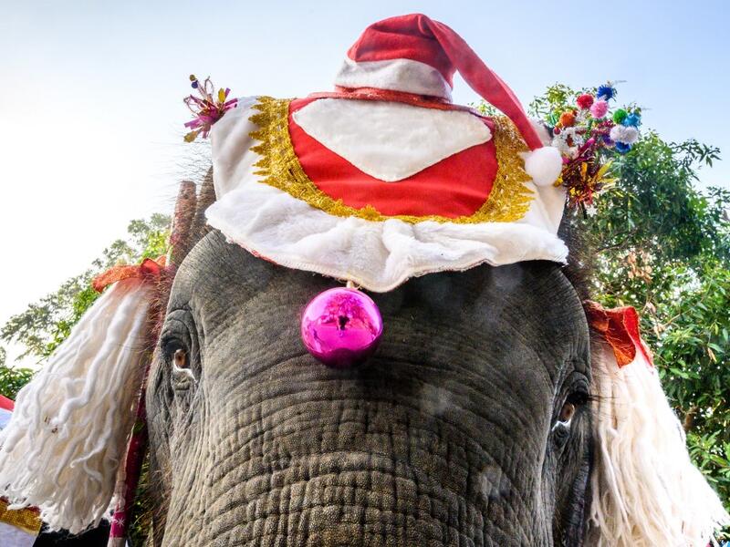 An elephant dressed in a Santa Claus costume is seen before a gift presentation to schoolchildren during Christmas celebrations in Ayutthaya on December 23, 2019. Wearing red and white hats and a string of bells, Thai elephants passed out Christmas gifts to hundreds of schoolchildren on Monday despite growing criticism over using the animals in performances. The annual festive event is organised by a nearby elephant park, whose mahouts or handlers started in the early morning dressing the animals. Thailand 