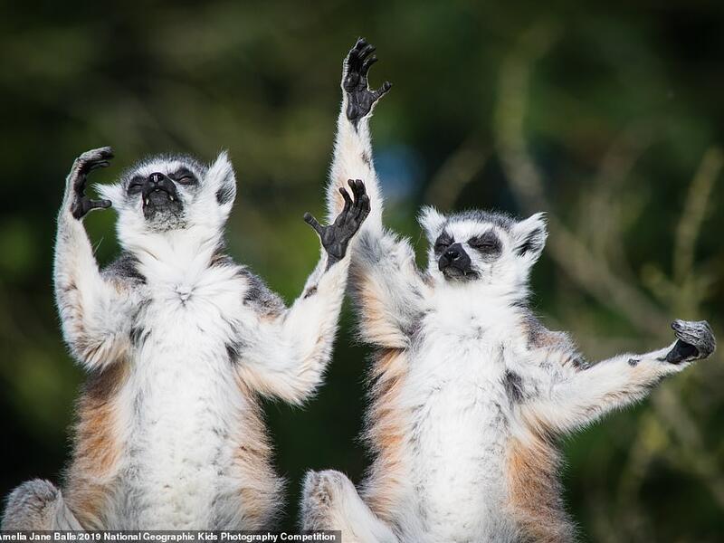 Eight-year-old Amelia Jane Balls, from Norfolk, scooped the top prize with her photograph entitled Lemurs Doing Yoga. Amelia was fascinated by their poses and thought they looked like they were doing yoga. (Amelia Jane Balls)