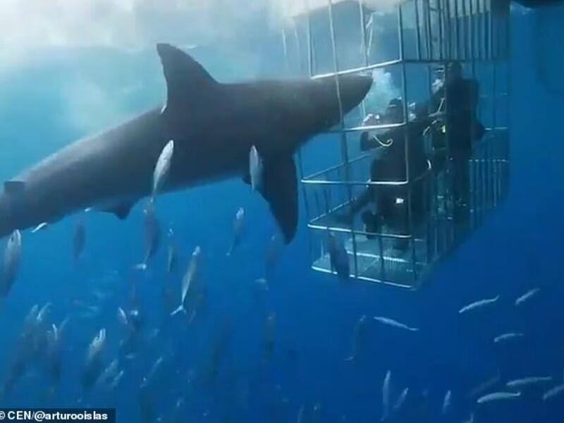 This is the moment a great white shark lunges at four divers in a cage in waters off Guadalupe Island, in the north-western Mexican state of Baja California. (Video Screenshot)