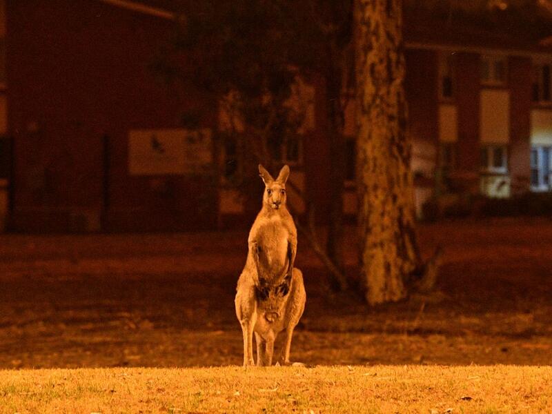 This picture taken on December 31, 2019 shows a kangaroo trying to move away from nearby bushfires at a residential property near the town of Nowra in the Australian state of New South Wales. Fire-ravaged Australia has launched a major operation to reach thousands of people stranded in seaside towns after deadly bushfires ripped through popular tourist areas on New Year's Eve. SAEED KHAN / AFP