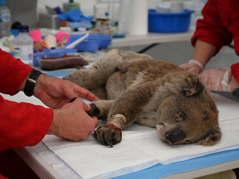 An injured Koala is being treated for burns by a vet at a makeshift field hospital at the Kangaroo Island Wildlife Park on Kangaroo Island on January 14, 2020. Hundreds of koalas have been rescued and brought to the park for treatment after bushfires ravaged the island off the south coast of Australia. PETER PARKS / AFP