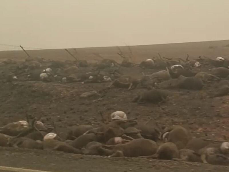 The burnt bodies of hundreds of animals line the road into the small town of Batlow, New South Wales, which was one of the worst hit areas by bushfires overnight (Instagram)