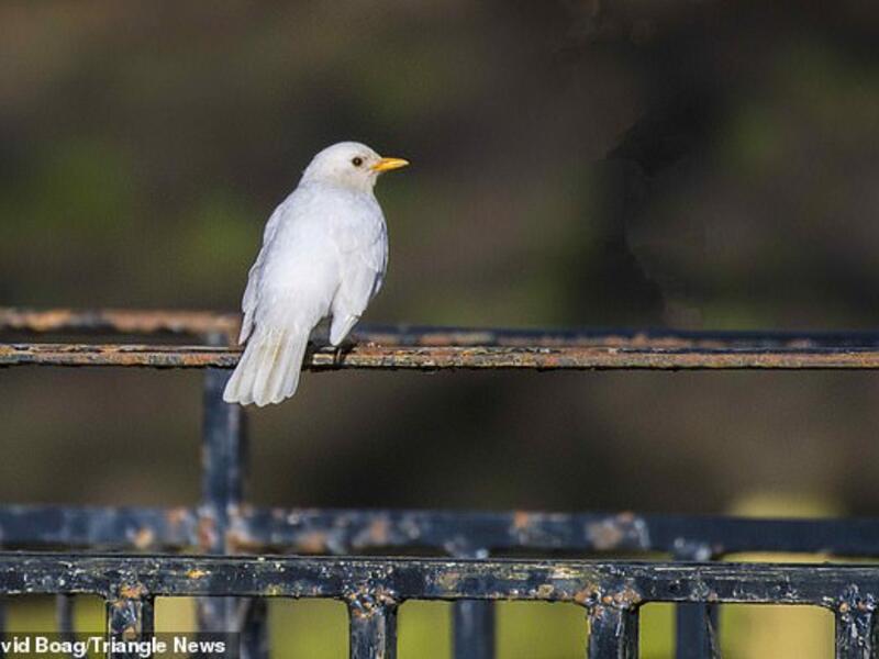 Pictured: The white blackbird in Minster, Dorset, which is more vulnerable to predators due to its colourless feathers. (David Boag/ Triangle News)