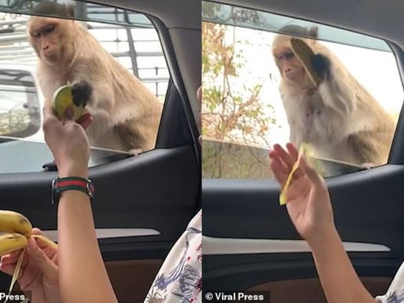 The uninvited animal appears furious at the offer of healthy snacks. (Viral Press/ Video Screenshot)