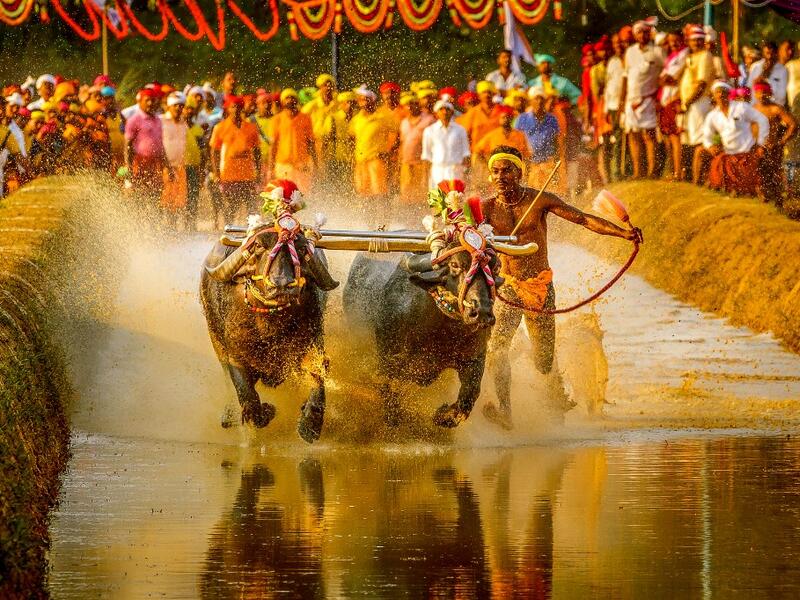In this photo taken on January 31, 2020, Srinivas Gowda, 28, hailing from the Dakshina Kannada district runs alongside his buffalos during 'Kambala', the traditional buffalo racing event, held at Aikala village in Dakshina Kannada district about 30 kms from Mangalore. Indian sports authorities will hold trials for a buffalo jockey dubbed as "Usain Bolt" on social media for his speed after he set a record in a traditional race, officials said February 15. Rathan Barady / AFP