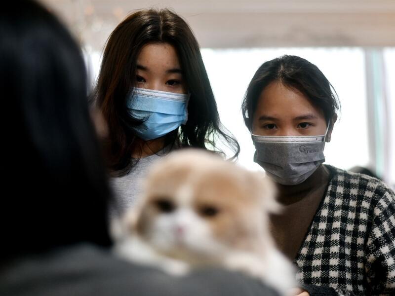 Visitors wearing a protective facemask look at Mochi, a highland fold breed during Vietnam's first national cat show in Hanoi on February 16, 2020. amid concerns of the COVID-19 coronavirus outbreak. Manan VATSYAYANA / AFP