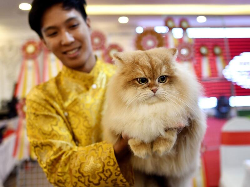 A participant poses with his cat Burny, a British longhair breed during Vietnam's first national cat show in Hanoi on February 16, 2020 amid concerns of the COVID-19 coronavirus outbreak. Manan VATSYAYANA / AFP