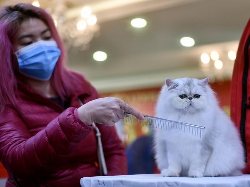 A participant wearing a protective facemask combs her cat Winter Sonata, a Persian breed during Vietnam's first national cat show in Hanoi on February 16, 2020. amid concerns of the COVID-19 coronavirus outbreak. Manan VATSYAYANA / AFP