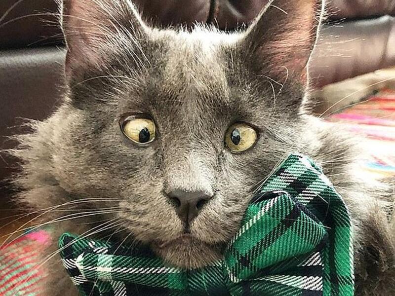 Three-year-old Belarus, from San Francisco, has an eye condition called 'strabismus,' which causes him to be cross-eyed, but thankfully it is not painful and does not impair his vision. Photos of his adorably goofy expression have won the hearts of 257,000 Instagram followers (Instagram)