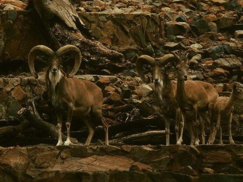 Sheep Urial (Twitter)