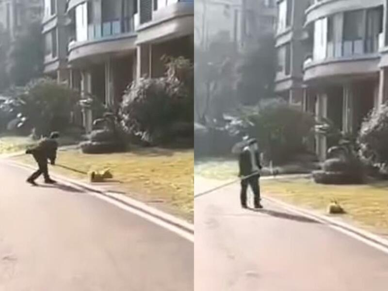 A community officer in Nanchong, China, has been caught on camera brutally killing a stray dog with a wooden club. The horrifying incident took place this morning, insiders revealed. (Video Screenshot)