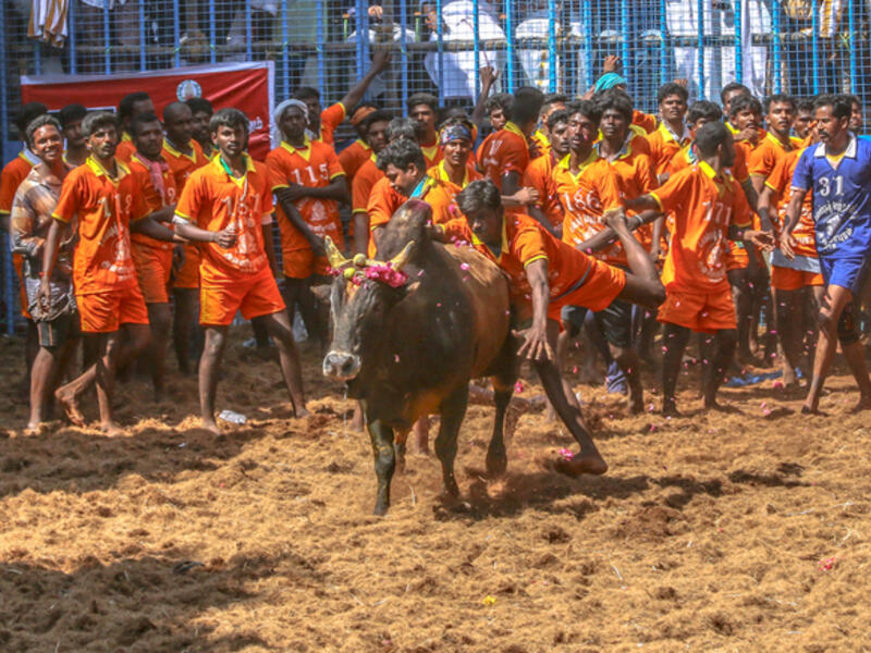 Competitors taking part in the bull taming sport of jallikattu on January 14, 2018. (Shutterstock)