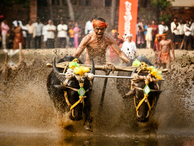Kambala, an annual buffalo race sport conducted at paddy fields of Kadri. (Shutterstock)