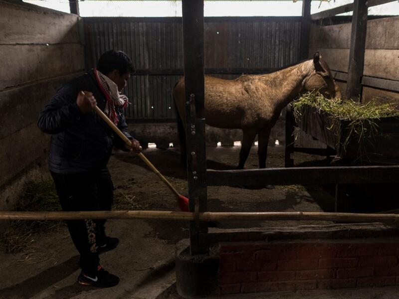 In this photograph taken on January 9, 2020, women's polo team captain Khundongbam Habe cleans a stable at Thangmeiband Polo Ground in Imphal, the capital of the northeastern Indian state of Manipur. Laishram Thadoi's face is a picture of concentration as she adjusts her helmet and prepares to play in Manipur, the remote Indian state regarded as the birthplace of modern polo. Xavier GALIANA / AFP