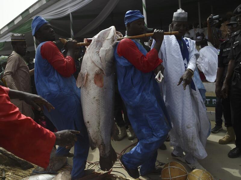 Officials carry a fish to weigh a on a scale at the Argungu fishing and cultural festival at Argungu Town, Kebbi State in northwest Nigeria, on March 14, 2020. Argungu fishing and cultural festival is one of the oldest and most widely attended festivals in the country dating back many generations, featuring series of water competitions and traditional games. The festival returned after 10 years suspension due to insecurity in northwest Nigeria. PIUS UTOMI EKPEI / AFP