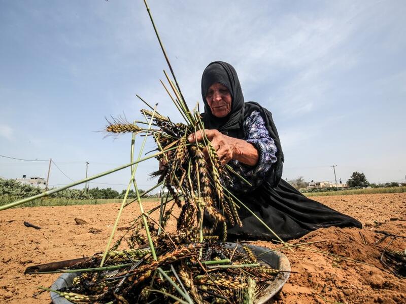 A Palestinian woman lightly roasts wheat harvested before maturity (freekeh) in Khan Yunis in the southern Gaza Strip on April 22, 2020, before being prepared to be used in a soup during the Muslim holy month of Ramadan which begins later in the week. From cancelled iftar (fast breaking) feasts to suspended mosque prayers, Muslims across the Middle East are bracing for a bleak month of Ramadan fasting as the threat of the COVID-19 pandemic lingers. The holy Muslims fasting month of Ramadan is a period for b