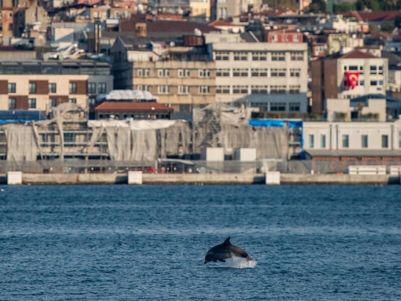 In the waters of the Bosphorus, dolphins are these days swimming near the shoreline in Turkey's largest city Istanbul with lower local maritime traffic and a ban on fishing. . Yasin AKGUL / AFP