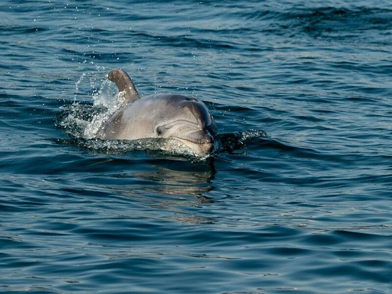 A dolphin swims in the Bosphorus by Galata tower, where sea traffic has nearly come to a halt on April 26, 2020, as the city of 16 million has been under lockdown since April 23rd as part of government measures to stem the spread of the Covid-19 pandemic caused by the novel coronavirus. Yasin AKGUL / AFP