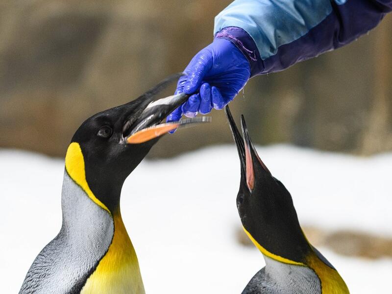 This picture taken on May 4, 2020 shows a marine mammal carer feeding fish to king penguins in their enclosure at the Ocean Park theme park, which is currently closed due to the COVID-19 novel coronavirus, in Hong Kong. Save for an absence of gawping crowds, life for the penguins of Hong Kong's Ocean Park has been much the same during the coronavirus pandemic -- but their carers have worked long shifts to keep the monochrome troupe healthy. Anthony WALLACE / AFP