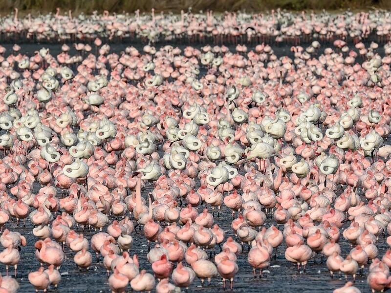 Flocks of flamingos stand in a pond in Navi Mumbai on May 14, 2020. Punit PARANJPE / AFP