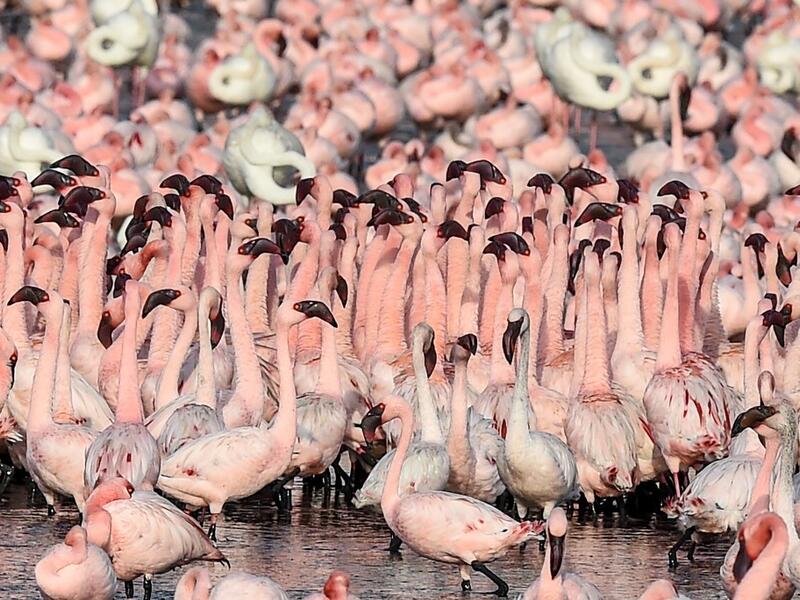 Flocks of flamingos stand in a pond in Navi Mumbai on May 14, 2020. Punit PARANJPE / AFP