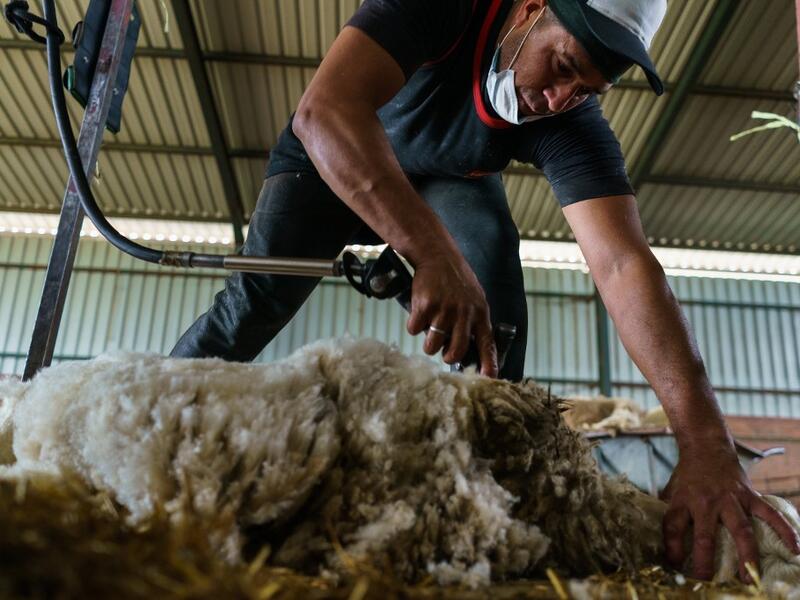 A Uruguayan sheep shearer works at a cattle farm in Villabraz in the province of Leon in northern Spain on May 15, 2020. Some 258 Uruguayan shearers arrived in Spain on a plane from Montevideo this week to participate in a campaign in different parts of Spain. They underwent check-ups for the novel coronavirus before leaving Uruguay and before starting work in Spain where they will stay until July 20. CESAR MANSO / AFP
