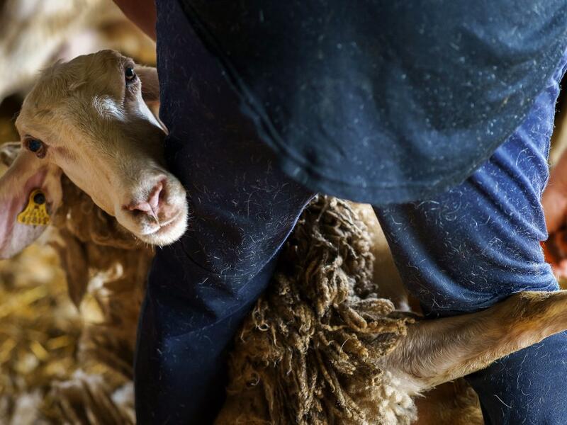 A Uruguayan sheep shearer works at a cattle farm in Villabraz in the province of Leon in northern Spain on May 15, 2020. Some 258 Uruguayan shearers arrived in Spain on a plane from Montevideo this week to participate in a campaign in different parts of Spain. They underwent check-ups for the novel coronavirus before leaving Uruguay and before starting work in Spain where they will stay until July 20. CESAR MANSO / AFP