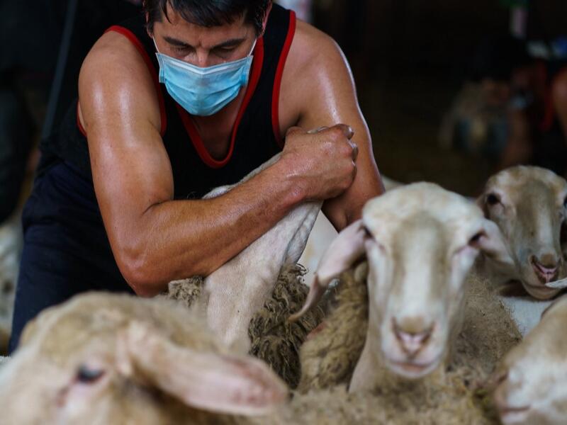 A Uruguayan sheep shearer works at a cattle farm in Villabraz in the province of Leon in northern Spain on May 15, 2020. Some 258 Uruguayan shearers arrived in Spain on a plane from Montevideo this week to participate in a campaign in different parts of Spain. They underwent check-ups for the novel coronavirus before leaving Uruguay and before starting work in Spain where they will stay until July 20. CESAR MANSO / AFP