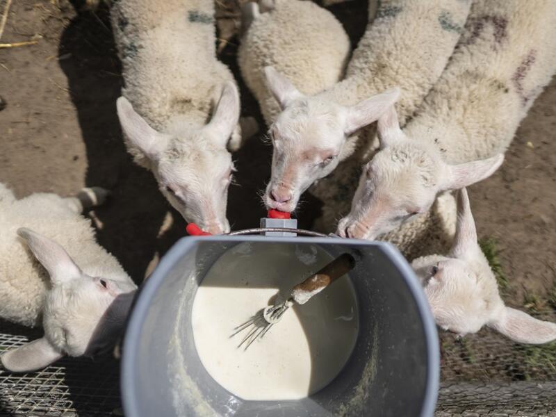 Lambs are seen during feeding time in Sylwia Szlandrowicz and Ruslan Kozynko farm " Frontiera Ranch" in the Masuria - polish lake region, May 15, 2020. The sheep and cows are in the meadow, the cheese is ripening in a room on the ground floor -- just the kind of scene attracting increasing numbers of Polish cityslickers away from the urban jungle. Wojtek RADWANSKI / AFP