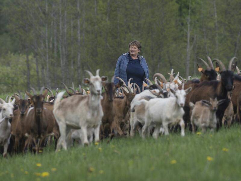 Helena Wroblewska owner of the "Nad Arem" farm specialised in goat cheese - is seen among the goat herd in the meadow in the Masuria - polish lake region, May 15, 2020. The sheep and cows are in the meadow, the cheese is ripening in a room on the ground floor -- just the kind of scene attracting increasing numbers of Polish cityslickers away from the urban jungle. Wojtek RADWANSKI / AFP