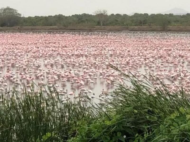 Flocks of flamingos in a pond in Navi Mumbai (Twitter)