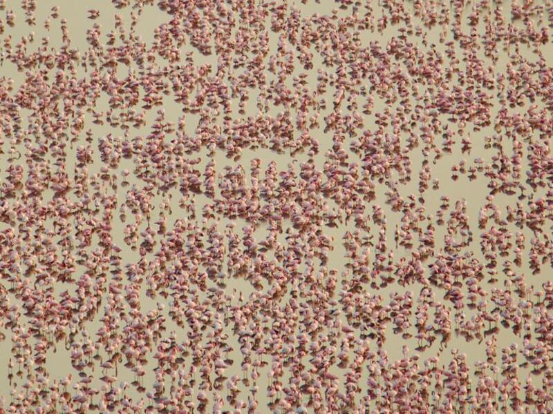 Pictures clicked by my daughter Surabhi Agarwal from window in Navi Mumbai of Wetlands in Seawods forming part of National Wetlands Atlas  (Twitter)